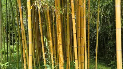 Phyllostachys viridis ‘Sulphurea’
