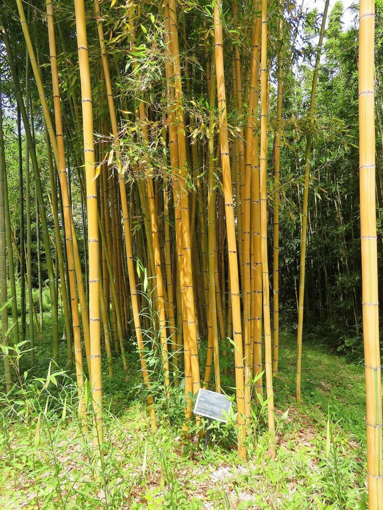 Phyllostachys viridis 'Sulphurea'