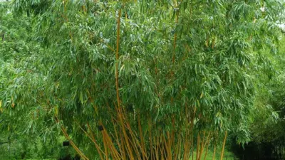 Phyllostachys vivax ‘Aureocaulis’