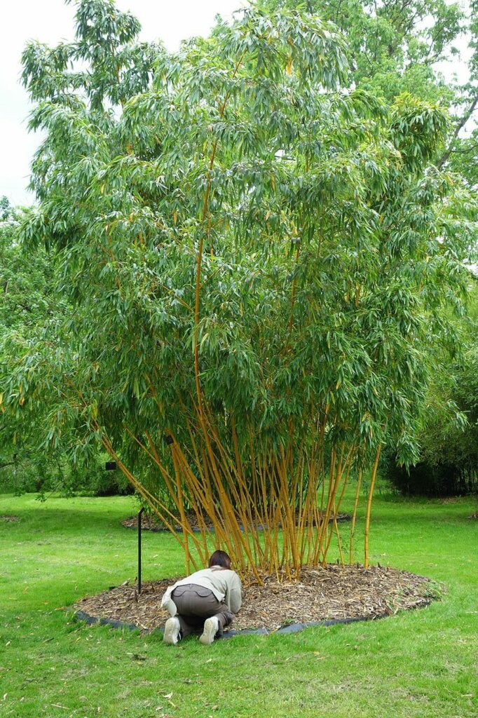 Phyllostachys vivax 'Aureocaulis' (Bambou géant doré)