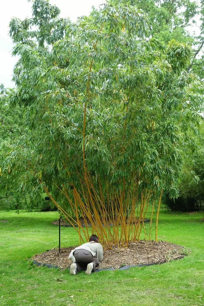 Phyllostachys vivax 'Aureocaulis' (Bambou géant doré)