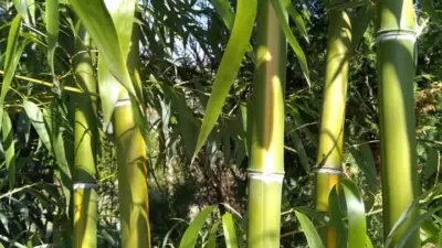 Phyllostachys vivax ‘Huangwenzhu’