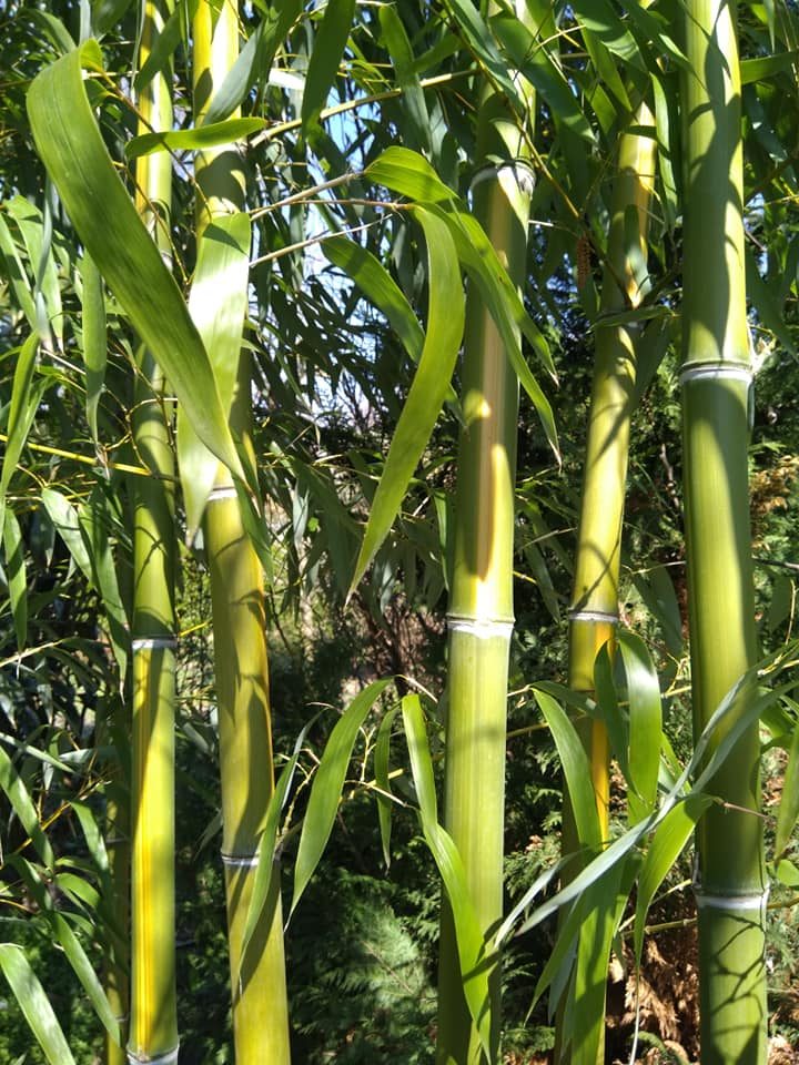Phyllostachys vivax 'Huangwenzhu' (Vivax à sillon jaune)