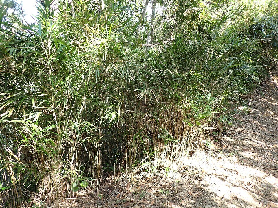 Pleioblastus linearis