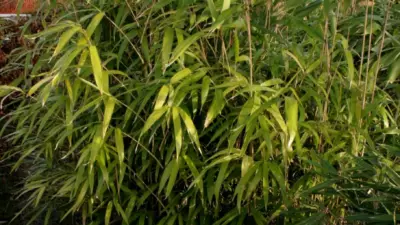 Pseudosasa japonica