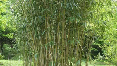Pseudosasa japonica ‘Tsutsumiana’