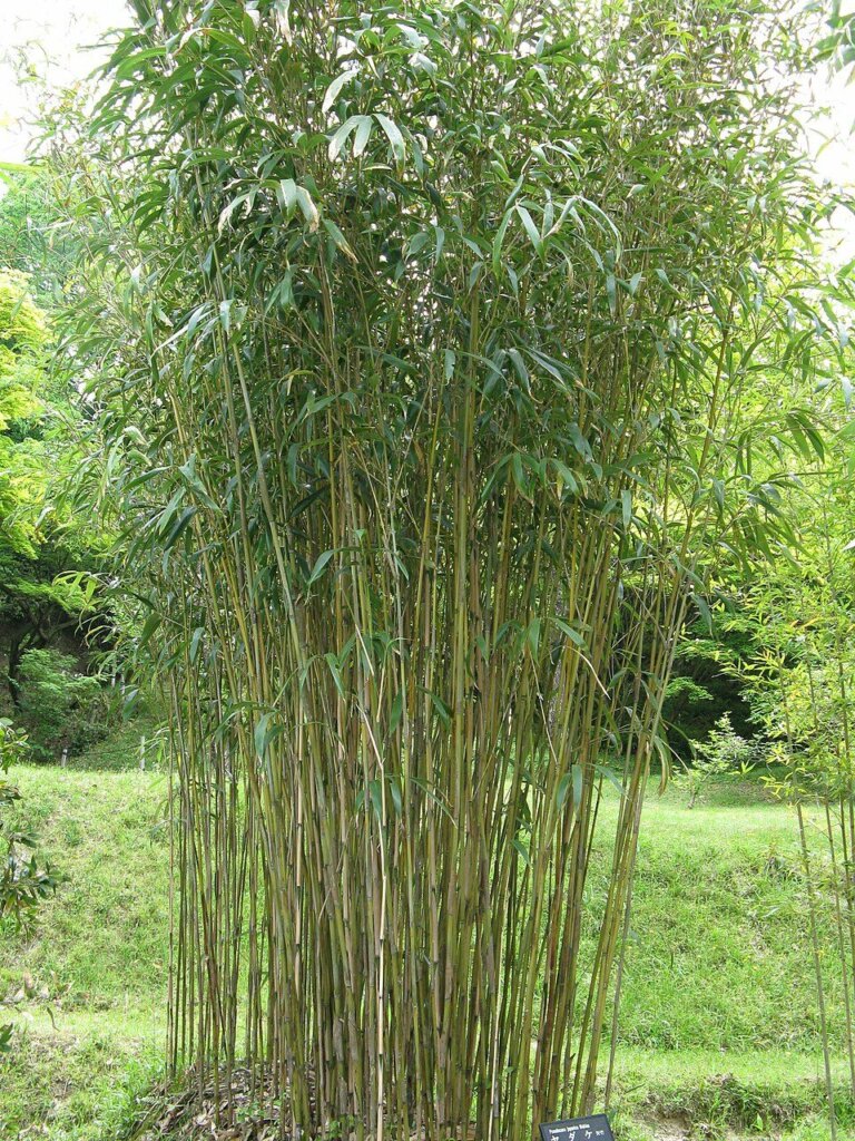 Pseudosasa japonica 'Tsutsumiana' : photo de l'espèce