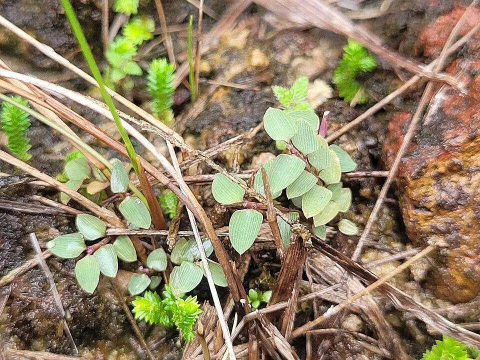 Raddiella vanessiae
