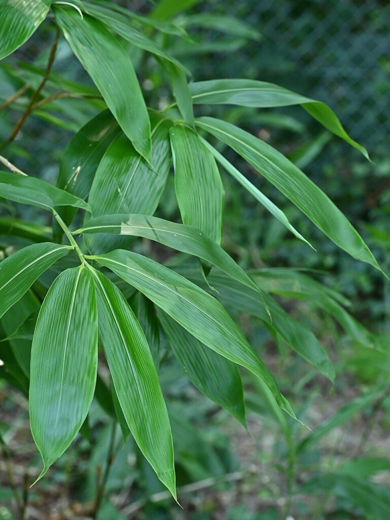 Sasa palmata 'Nebulosa'