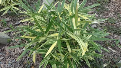 Sasaella masamuneana ‘Albostriata’