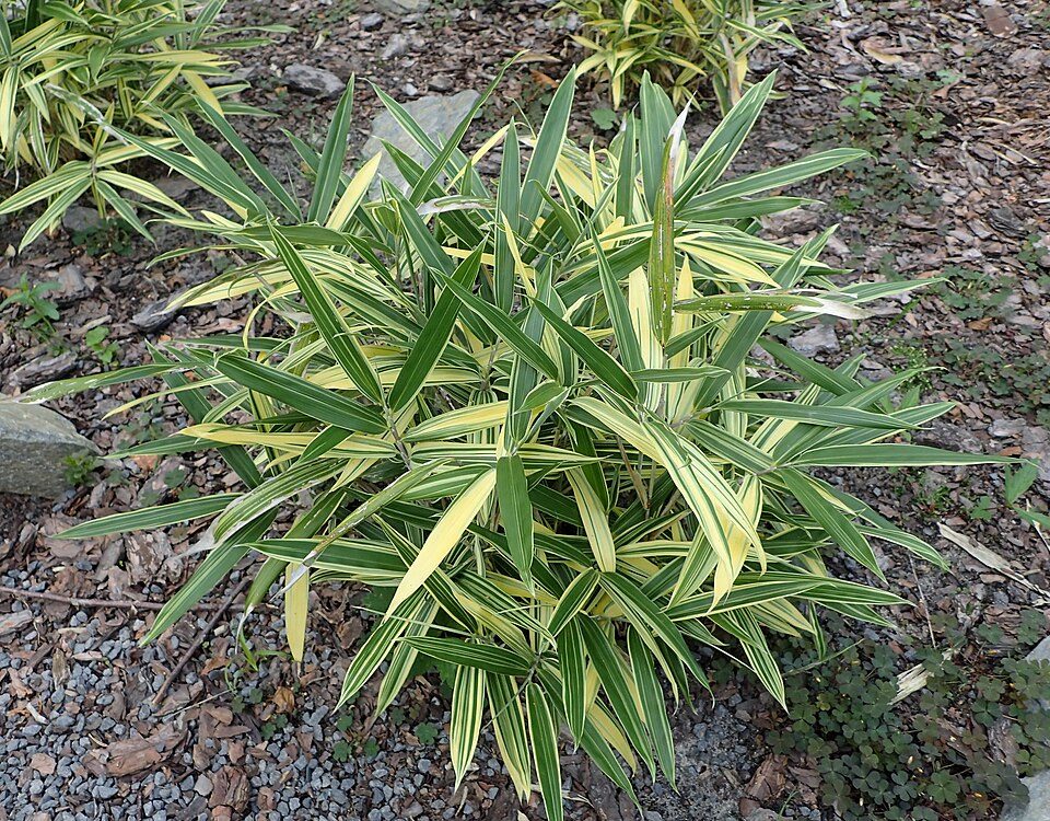 Sasaella masamuneana 'Albostriata'