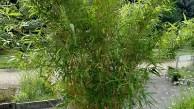 Semiarundinaria yashadake ‘Kimmei’
