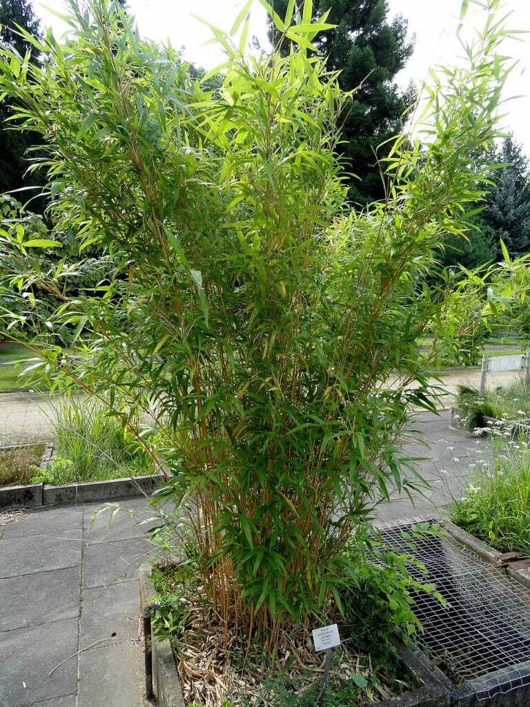 Semiarundinaria yashadake 'Kimmei' : photo de l'espèce